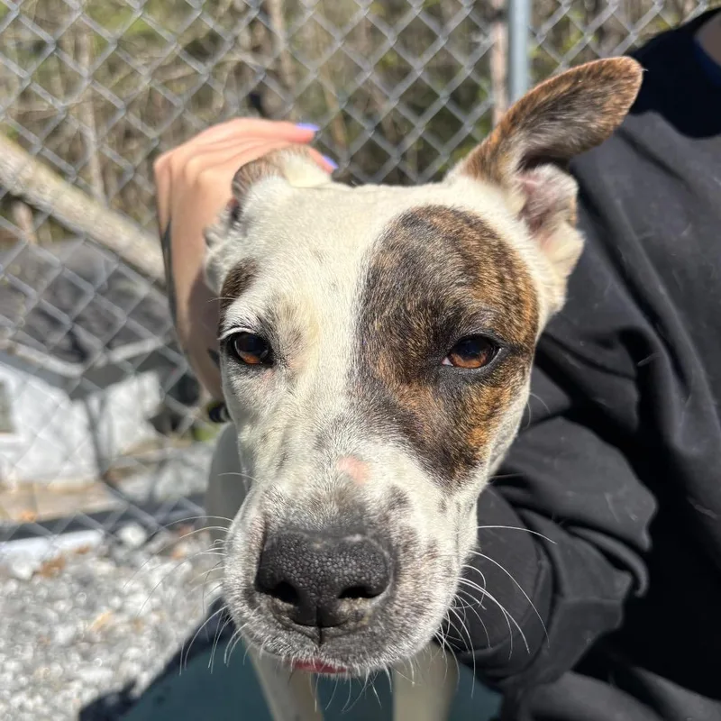 A young medium-sized female Brindle Bullmastiff dog named Speckles for adoption in Franklin, NC