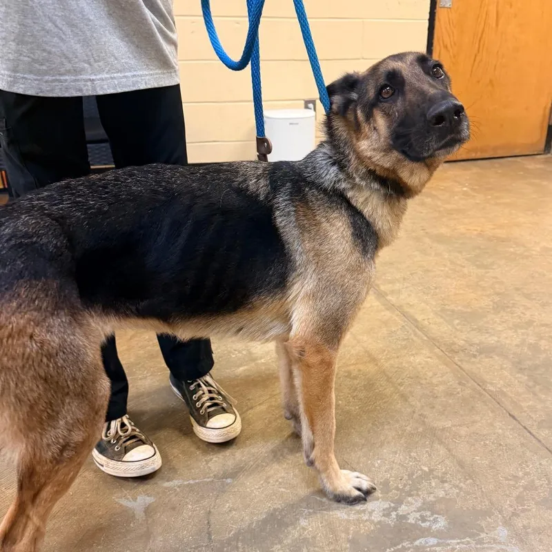 A young medium-sized female German Shepherd Dog dog named Hornet for adoption in Corinth, MS
