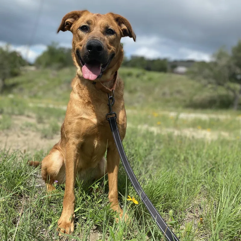 An adult medium-sized female Brown / Chocolate Shepherd dog named Dale for adoption in Center Point, TX