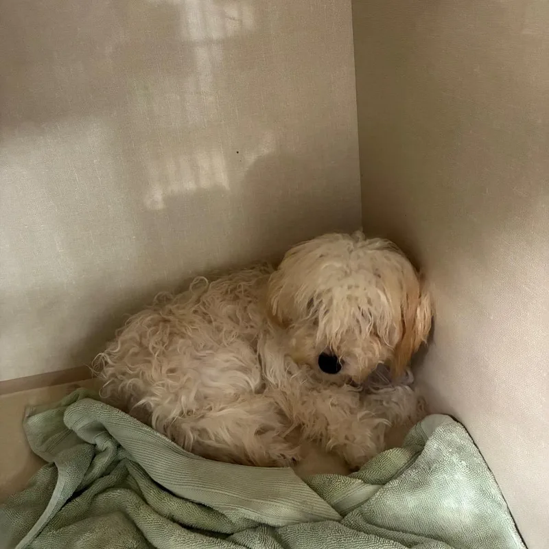 A young small-sized female White / Cream Poodle (Toy) dog named Skyler White for adoption in Northbrook, IL