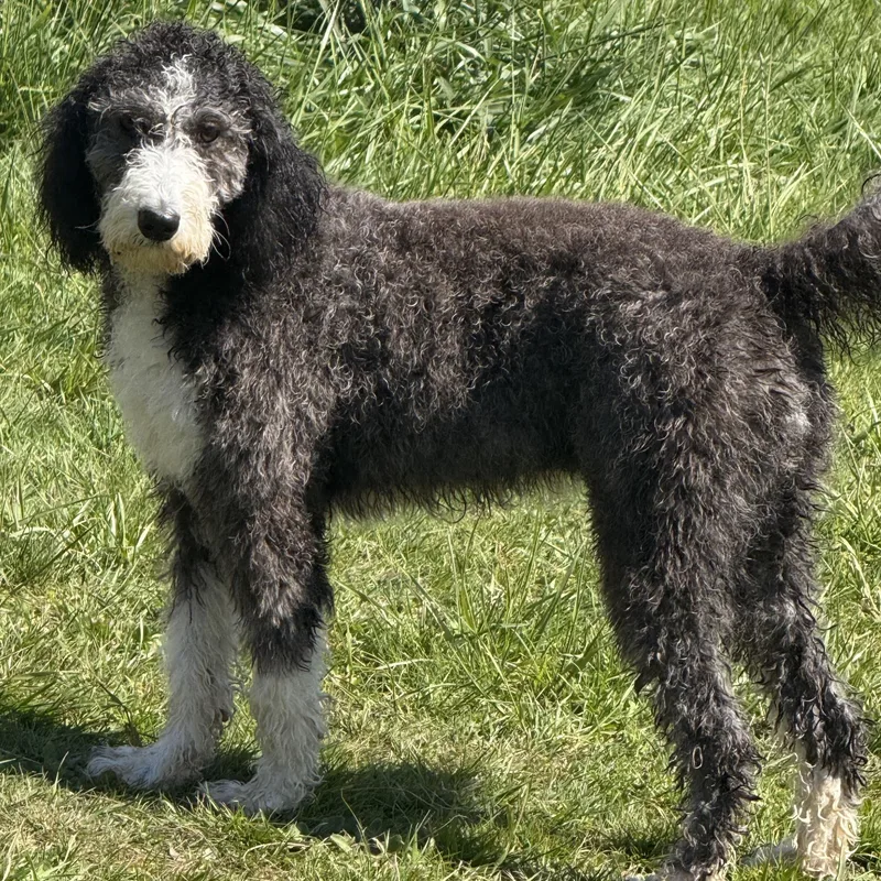A baby medium-sized female Black Bernedoodle dog named Ms. Gorgeous Jazz for adoption in Ridgefield, WA