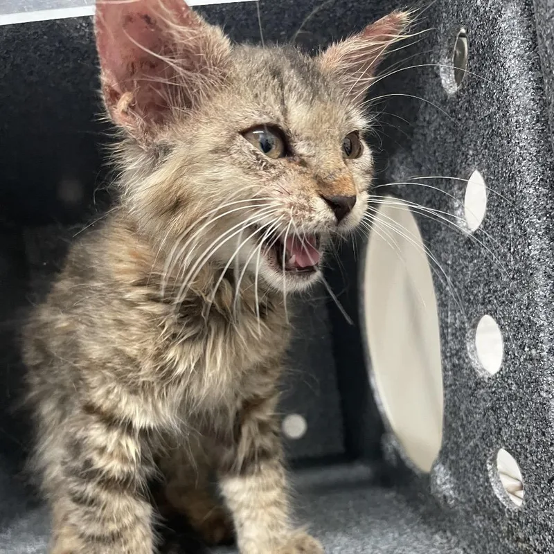 A baby small-sized female Orange / Red Domestic Medium Hair cat named Bugsy for adoption in Edinburg, TX