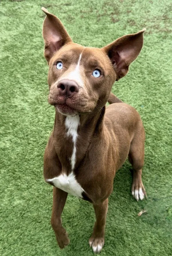 A young medium-sized male Pit Bull Terrier dog named Tengu for adoption in Canton, GA