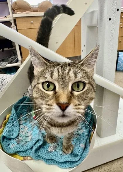 An adult small-sized female Domestic Short Hair cat named Toffee for adoption in Madison, NJ