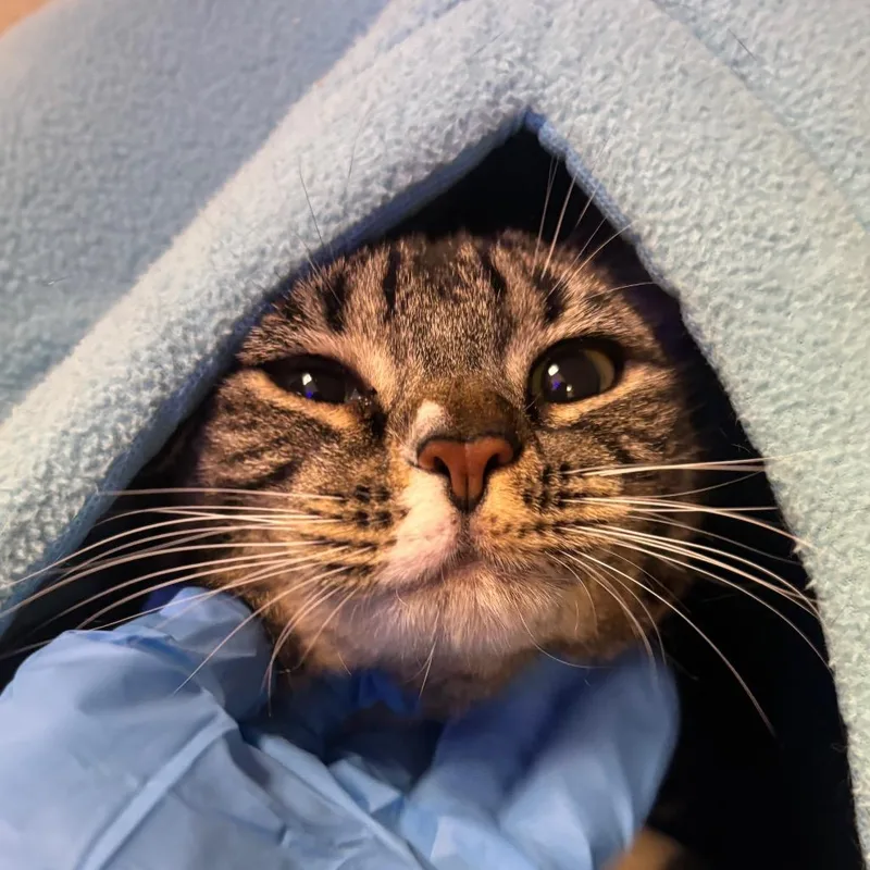 An adult large-sized female Domestic Short Hair cat named Biitzen for adoption in Westhampton, NY