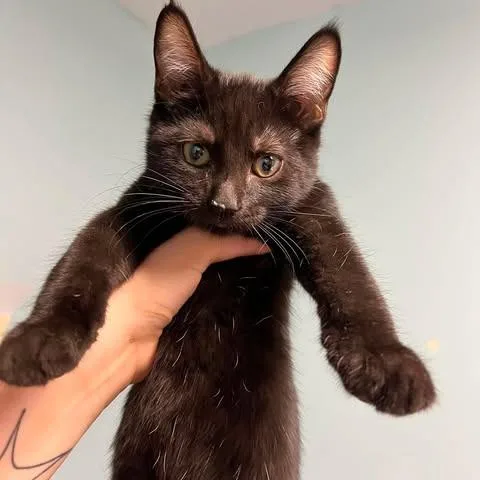 A baby medium-sized male Black Domestic Short Hair cat named Batman for adoption in Edwardsville, IL