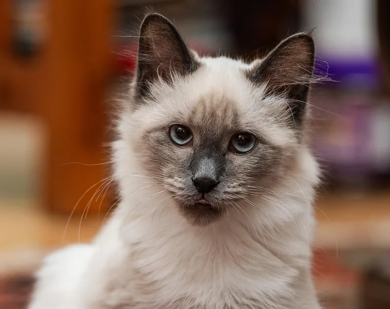 A baby large-sized male Balinese cat named Reggie for adoption in Davis, CA