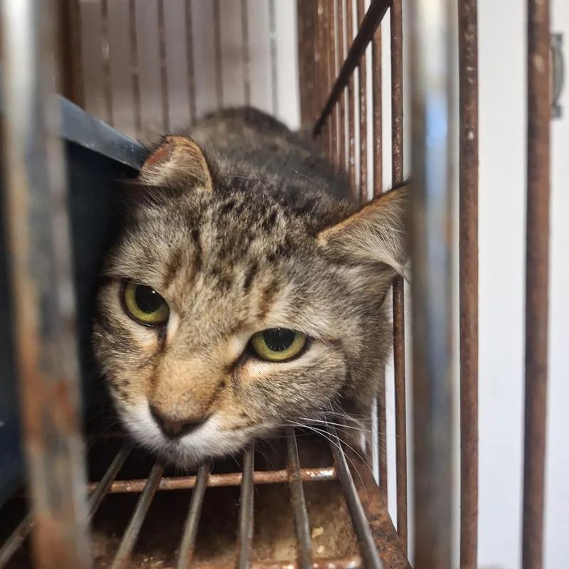 A young medium-sized female Domestic Long Hair cat named Tottie for adoption in Gautier, MS