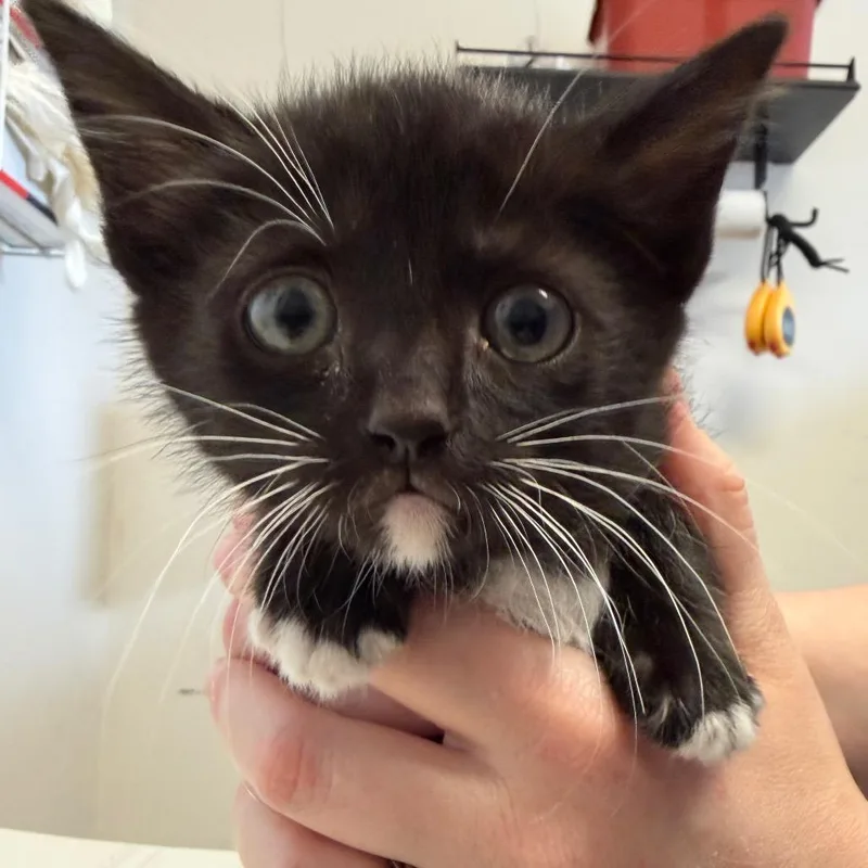 A baby small-sized male Black Domestic Short Hair cat named Gelato for adoption in Santa Barbara, CA