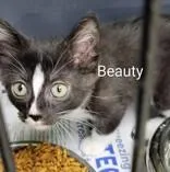 A young small-sized female Black & White / Tuxedo Domestic Short Hair cat named Beauty for adoption in Moline, IL