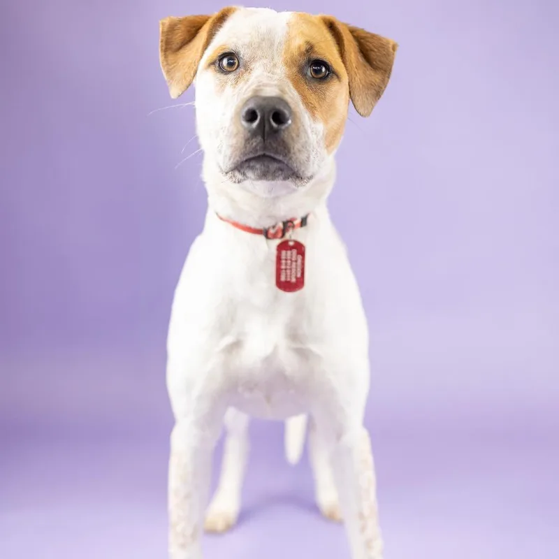 A young medium-sized female White / Cream Hound dog named Jazzy for adoption in Portland, OR