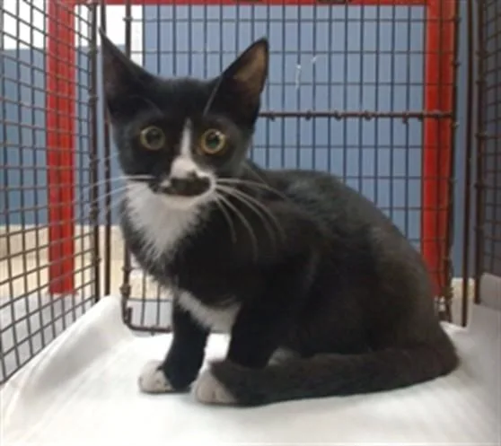 A baby small-sized female Domestic Short Hair cat named Mimi for adoption in Miami, FL