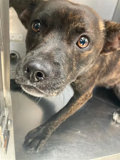 A young small-sized female Mixed Breed dog named Hannah for adoption in Dallas, TX