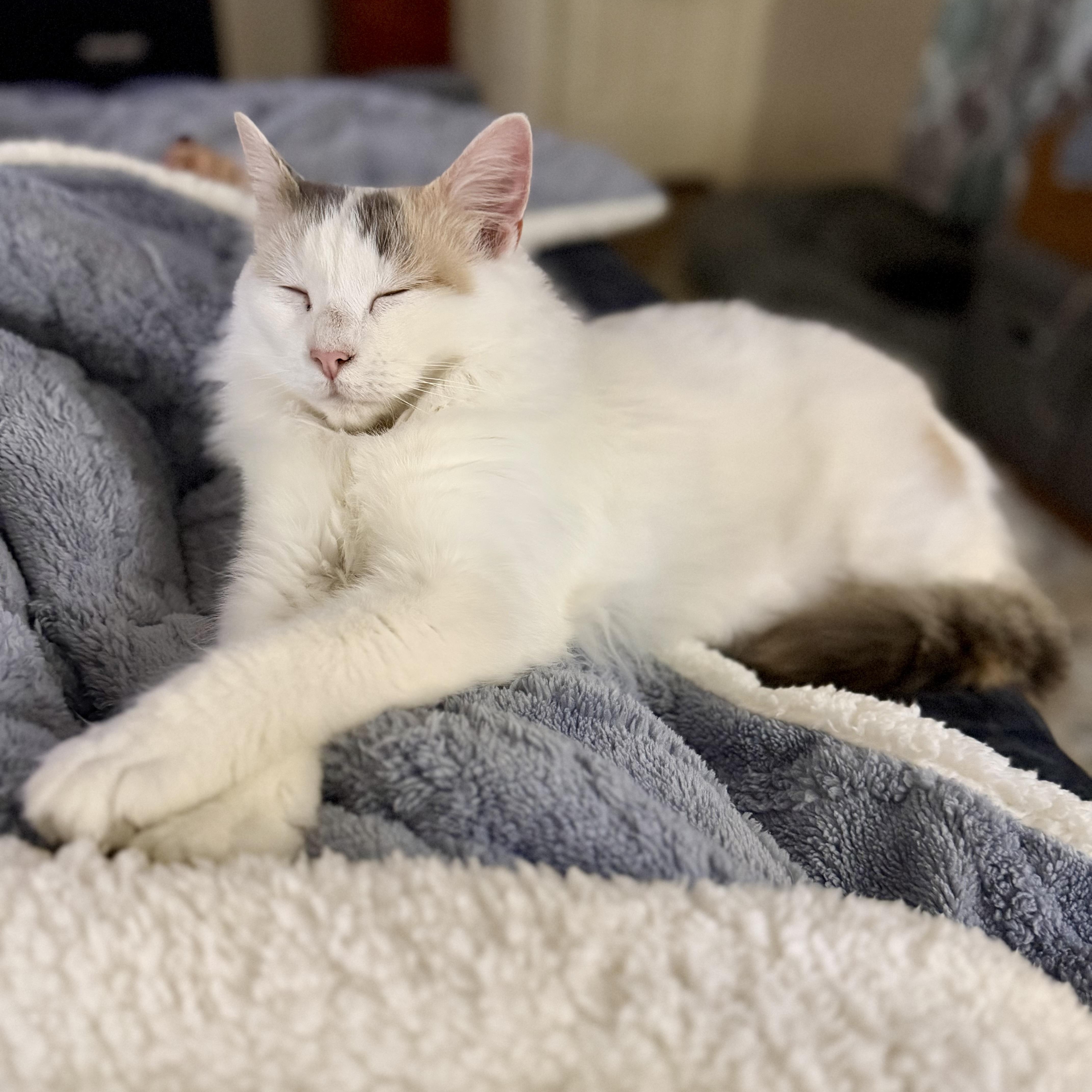 An adult medium-sized female Calico Domestic Long Hair cat named Honey for adoption in Baytown, TX
