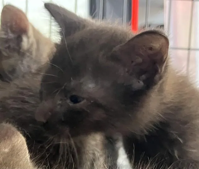 A baby small-sized female Domestic Short Hair cat named Coco for adoption in Dallas, TX