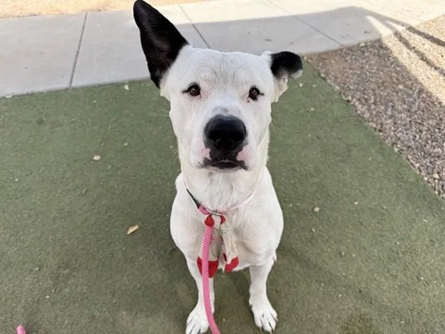An adult large-sized male Pit Bull Terrier dog named Magician for adoption in Phoenix, AZ