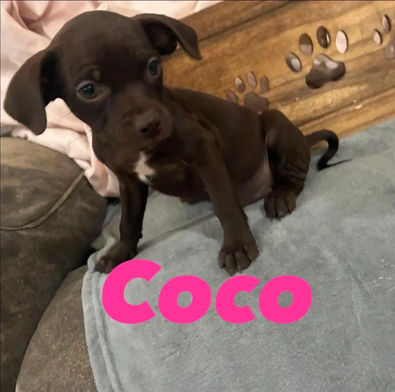 Coco thumbnail 6