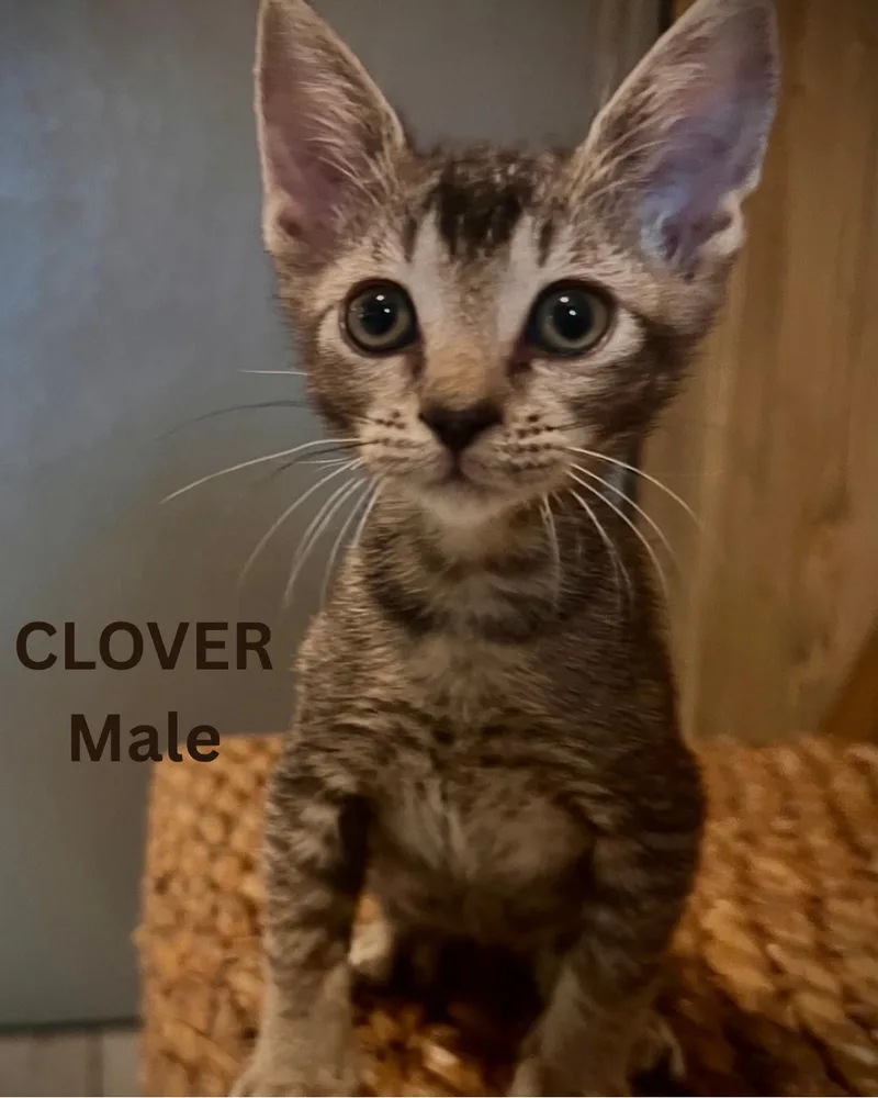 A baby small-sized male Brown / Chocolate Domestic Short Hair cat named Clover for adoption in Largo, FL