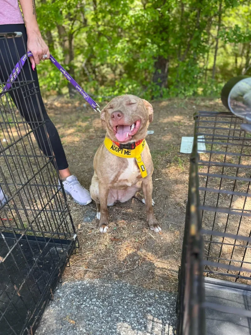 A young medium-sized female Mixed Breed dog named Zara for adoption in Powell, TN