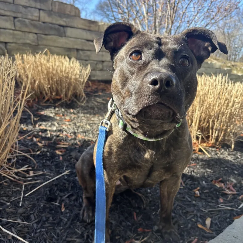 An adult medium-sized female Black American Staffordshire Terrier dog named Pippin for adoption in Columbus, OH
