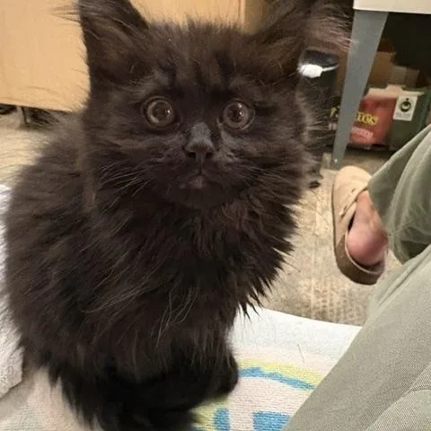 Fluffkin Von Hubbins thumbnail 2