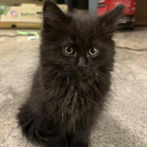 Fluffkin Von Hubbins thumbnail 3