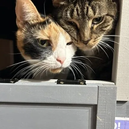 An adult medium-sized female Calico Domestic Short Hair cat named Josie for adoption in East Brunswick, NJ