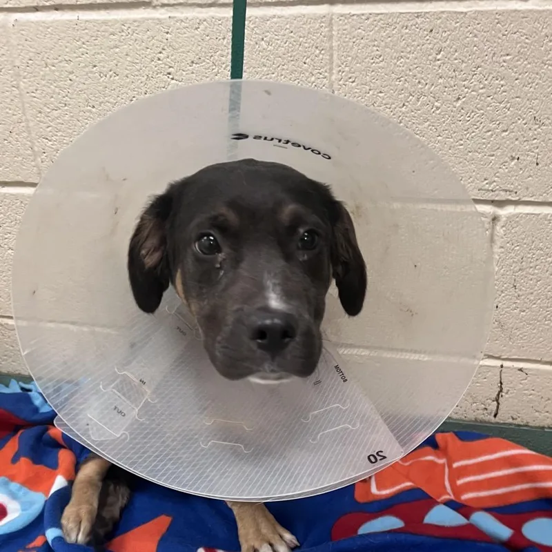 A baby medium-sized male Brown / Chocolate Mixed Breed dog named Kelly Scott for adoption in Memphis, TN