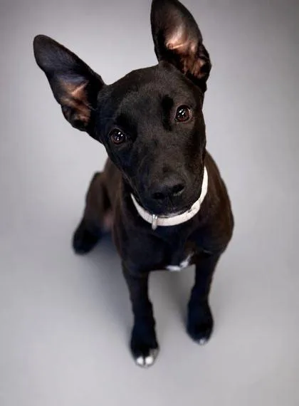 A young medium-sized female Labrador Retriever dog named Nova for adoption in Bowling Green, KY