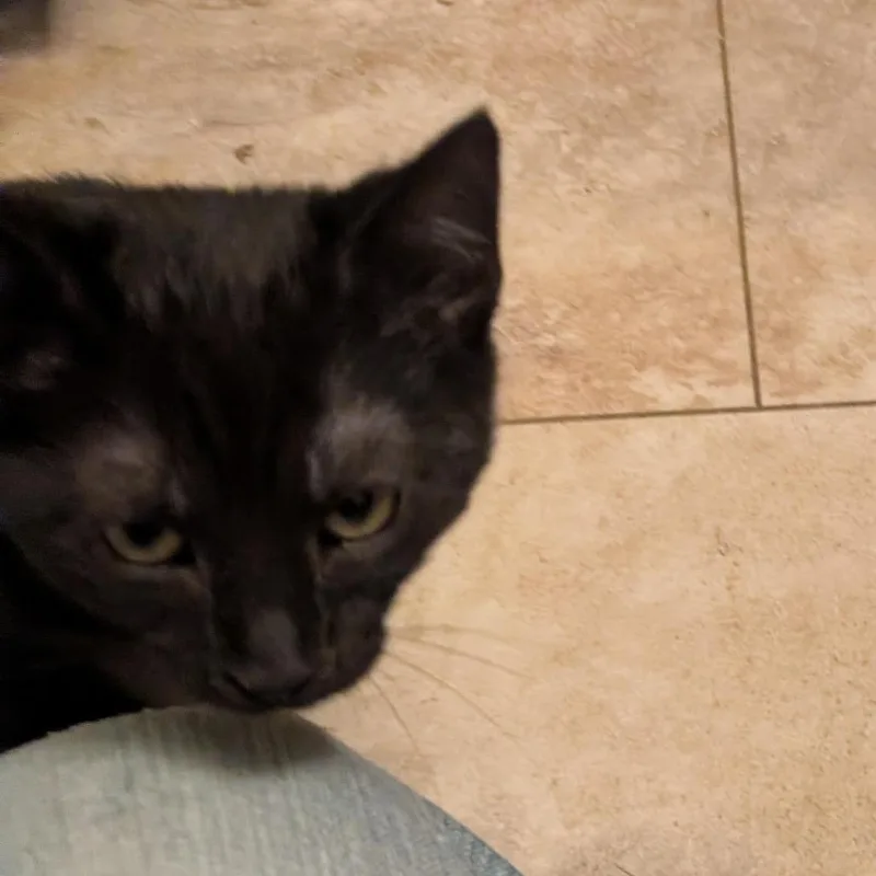 Crow thumbnail 2