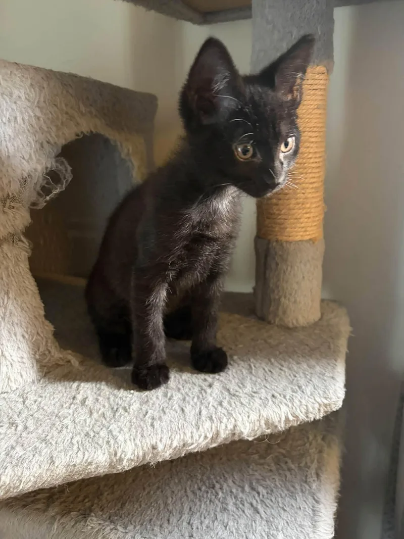 A baby medium-sized male Black Domestic Short Hair cat named Pumpkin for adoption in Cleveland, OH