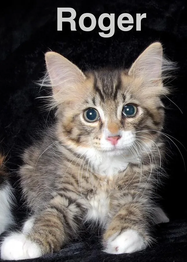 A baby medium-sized male Tabby (Gray / Blue / Silver) Domestic Short Hair cat named Roger for adoption in Van Nuys, CA