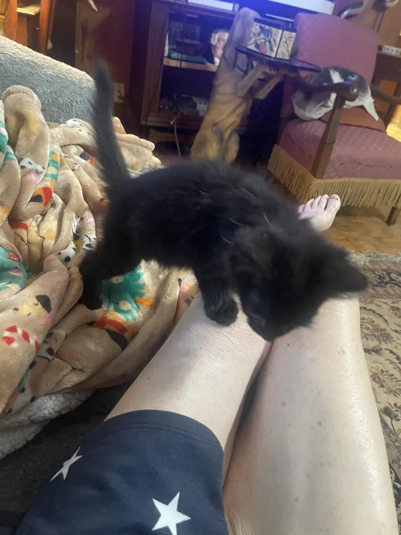 A baby medium-sized male Black Domestic Medium Hair cat named Fuzz Lightyear for adoption in Chattanooga, TN