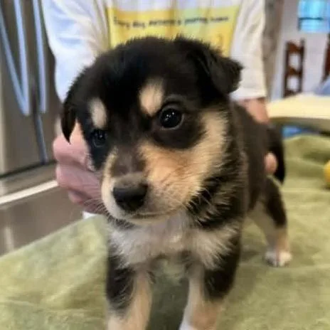A baby medium-sized male Black Mixed Breed dog named Benji for adoption in Alexandria, VA