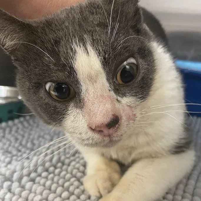 An adult medium-sized male White Domestic Short Hair cat named Casper for adoption in Port Charlotte, FL
