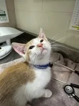 A young medium-sized male Buff & White Domestic Short Hair cat named Etude for adoption in Manitowoc, WI