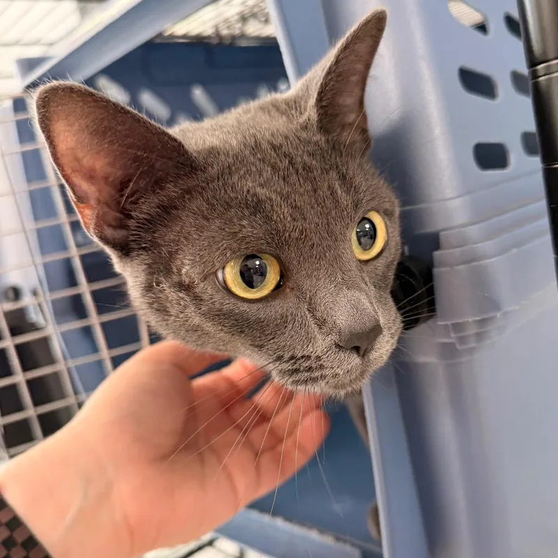 An adult medium-sized female Gray / Blue / Silver Domestic Short Hair cat named Katarina for adoption in Indianapolis, IN