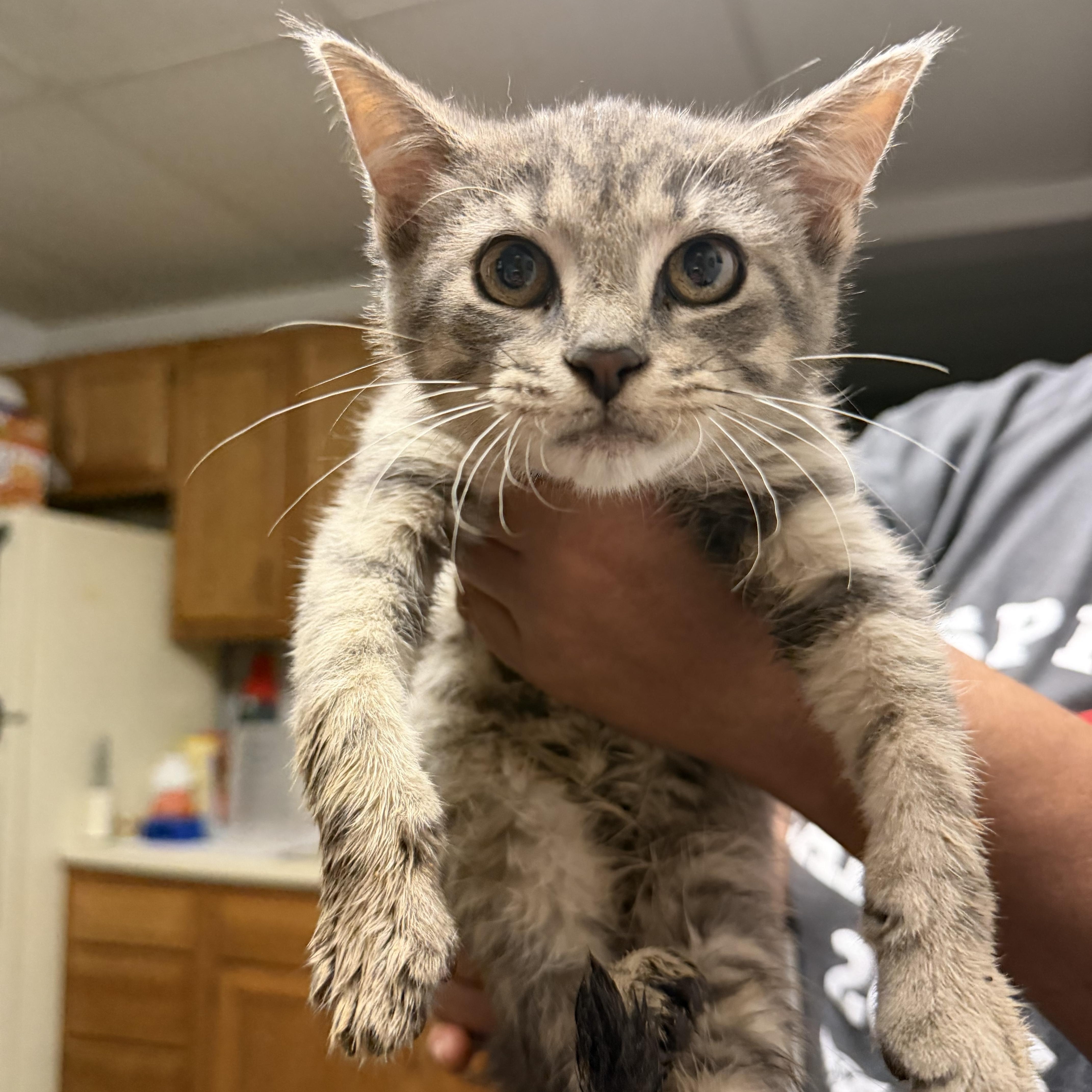 A baby medium-sized male Tabby (Gray / Blue / Silver) Domestic Short Hair cat named Hawk for adoption in Muncie, IN