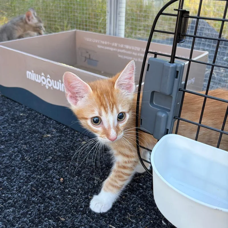 A baby small-sized male Orange / Red Domestic Short Hair cat named Peter for adoption in Pleasanton, CA