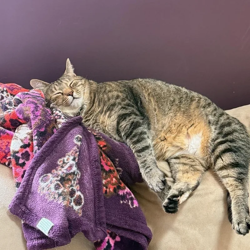 An adult small-sized female Domestic Short Hair cat named Bailey for adoption in Newark, NJ