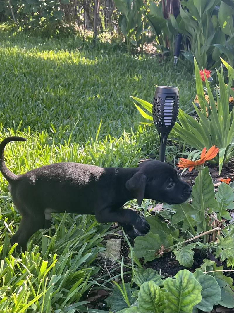 A baby medium-sized male Black Labrador Retriever dog named Kevin for adoption in St Augustine, FL