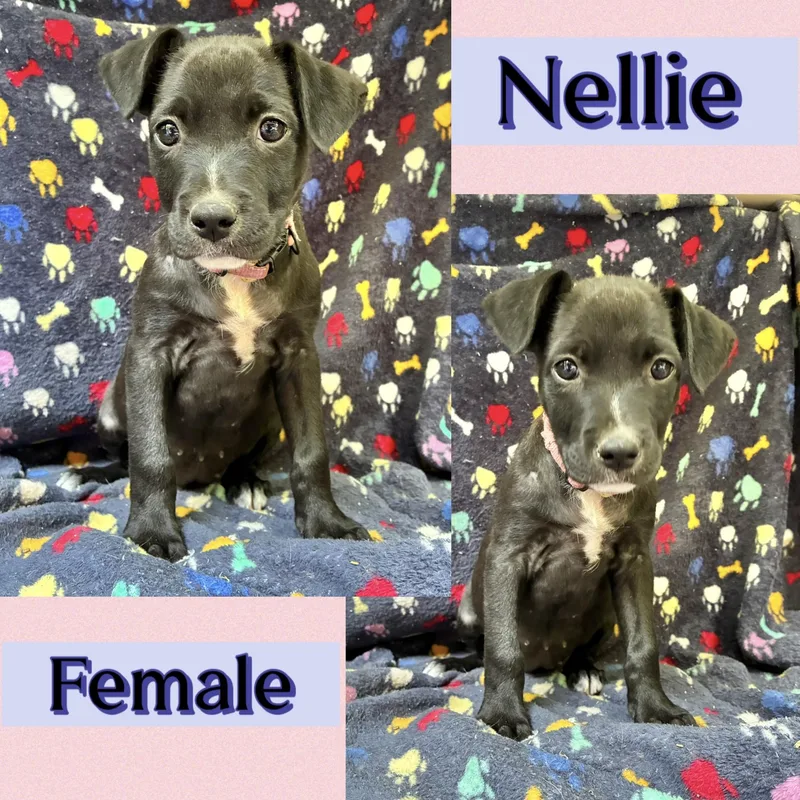A baby medium-sized female Labrador Retriever dog named Nellie for adoption in Manchester, CT