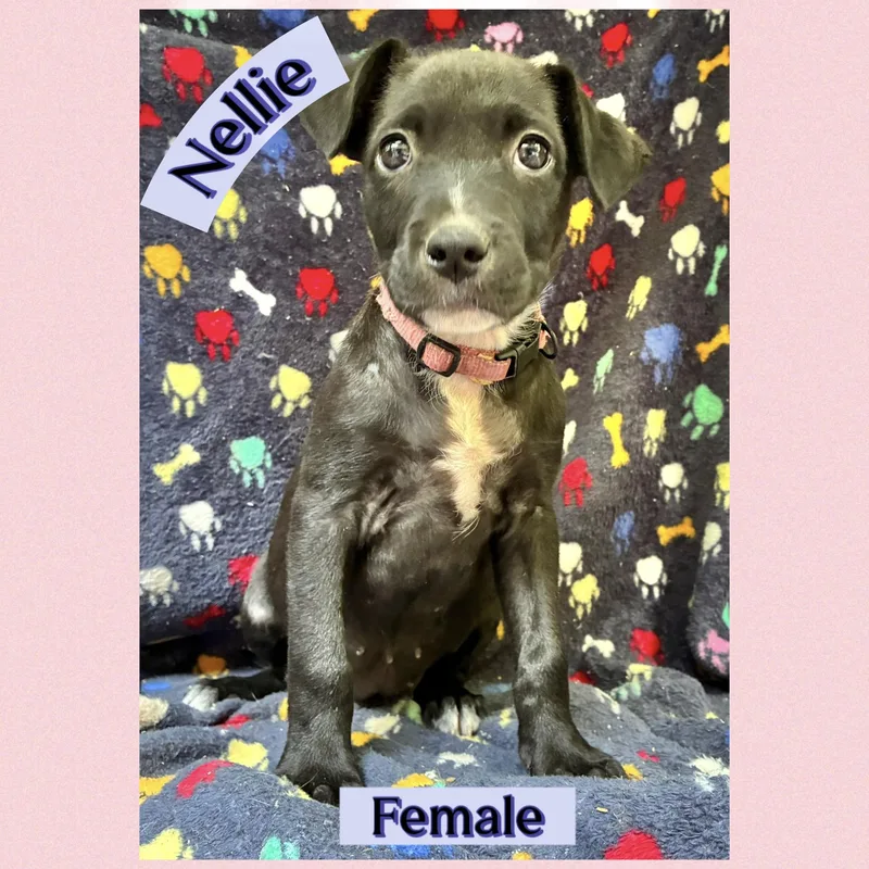 Nellie thumbnail 2