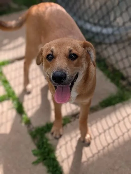An adult large-sized male Pit Bull Terrier dog named Clifford for adoption in Mansfield, TX
