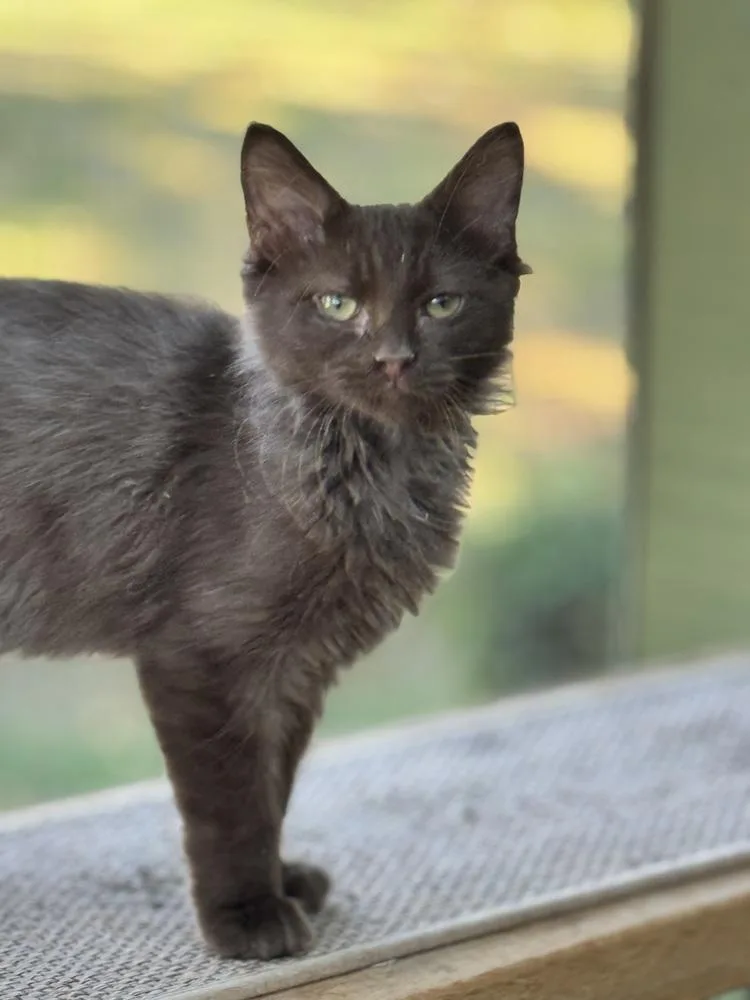 A baby small-sized male Maine Coon cat named Truffles for adoption in Plumerville, AR