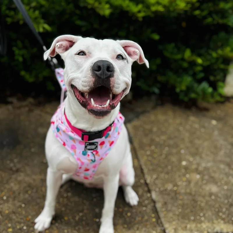 A young medium-sized female White / Cream Pit Bull Terrier dog named Sugar for adoption in Pennington, NJ