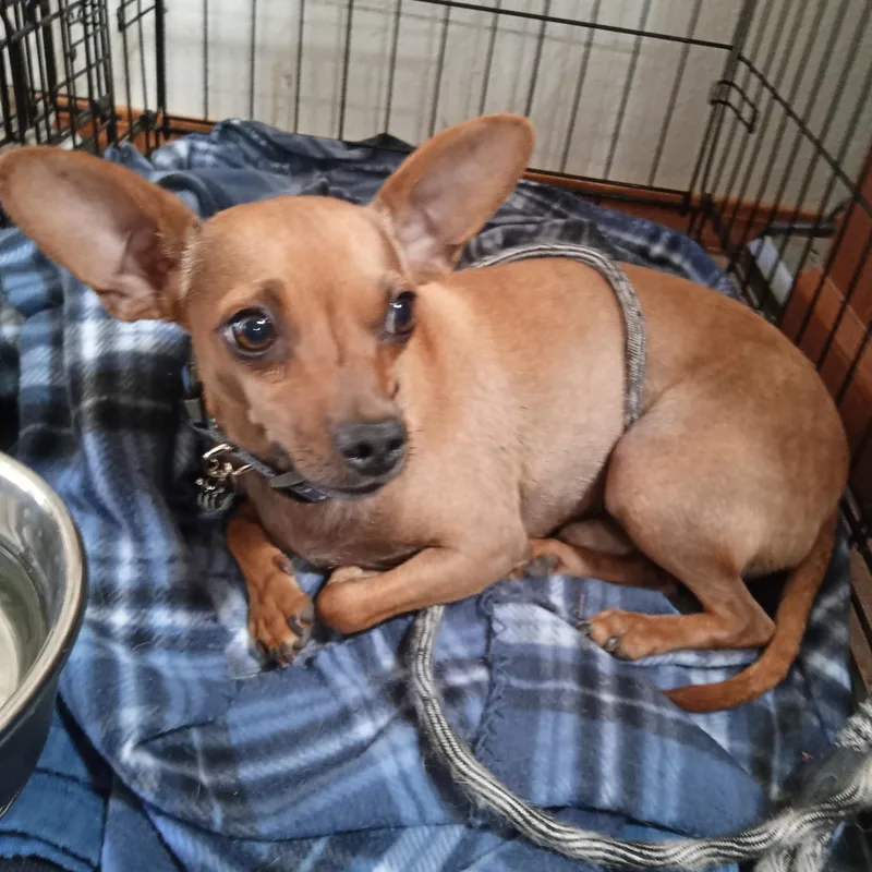 Peanut