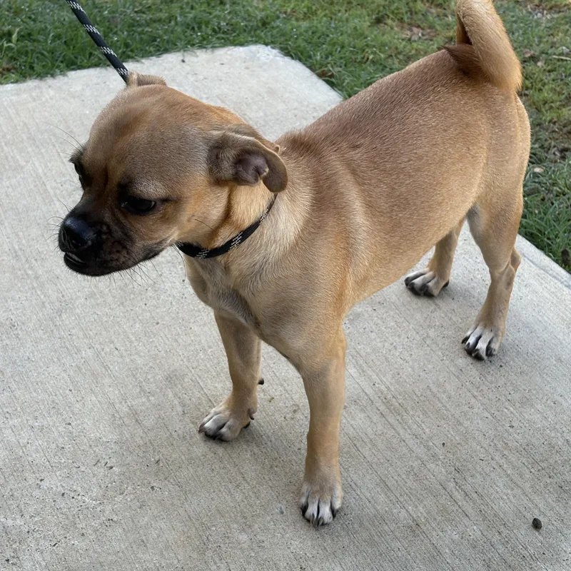A young small-sized female Pug dog named Ruth for adoption in Mansfield, TX