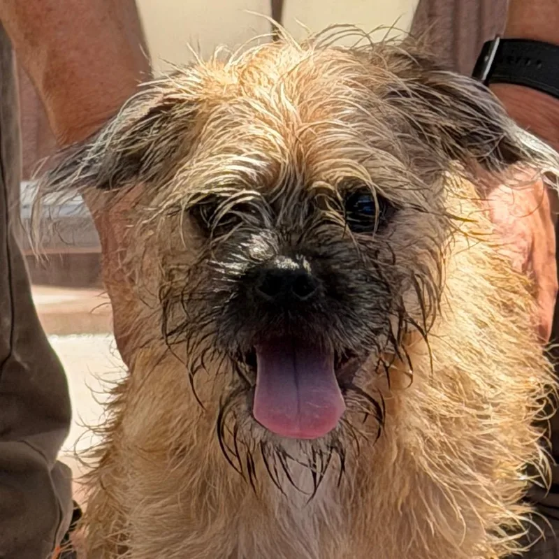 A baby small-sized male Yellow / Tan / Blond / Fawn Pug dog named Tobias for adoption in Palm Springs, CA