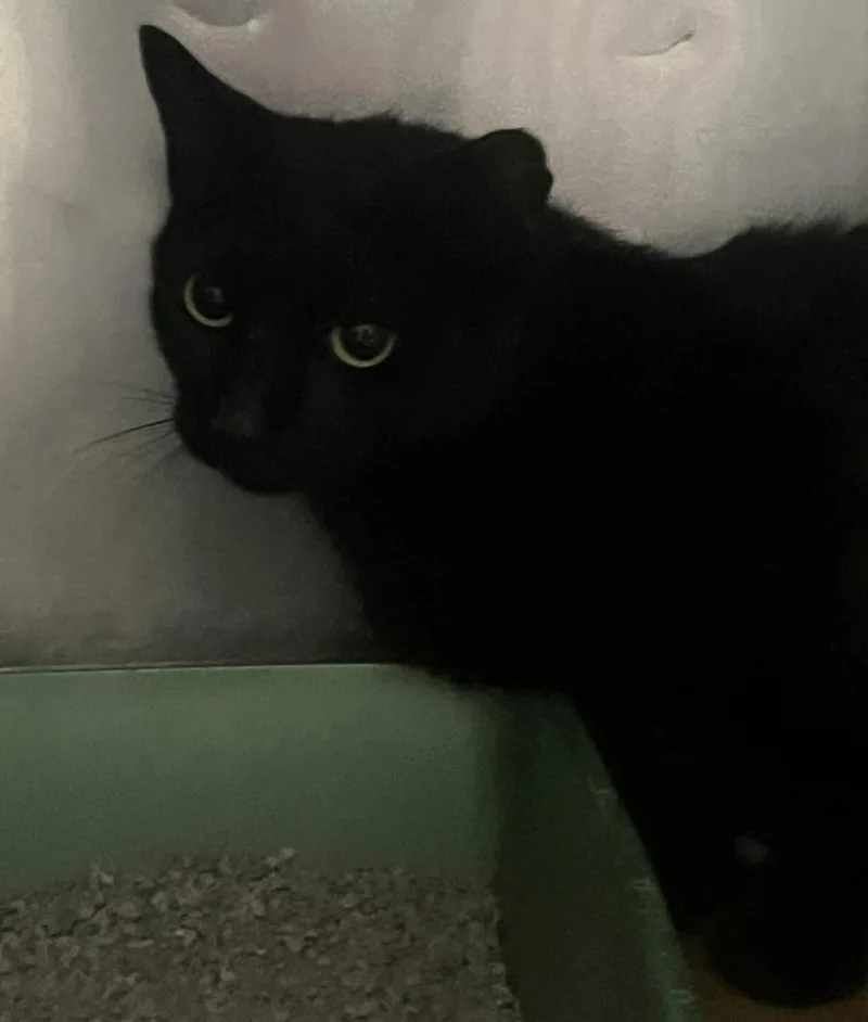 A young small-sized male Domestic Short Hair cat named Dany for adoption in Cartersville , GA
